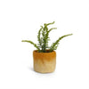 Aveva Design Wool Cylindrical Ombre Flower Pot