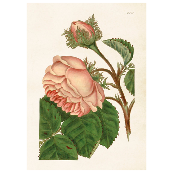 Rose - Skona Ting Poster 50 x 70 cm