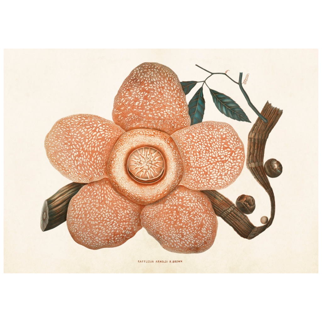 Corpse Lily - Skona Ting Poster 70 x 50 cm