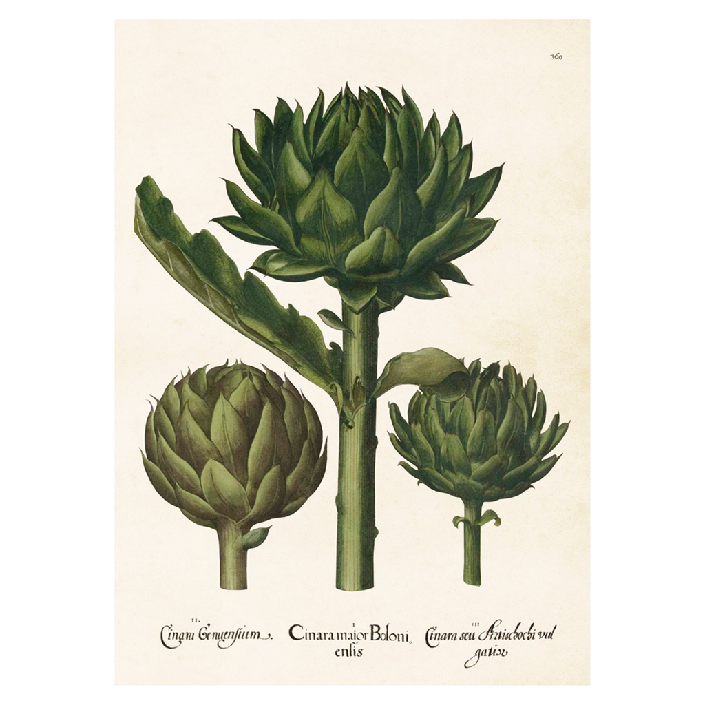 Artichoke - Skona Ting Poster 50 x 70 cm