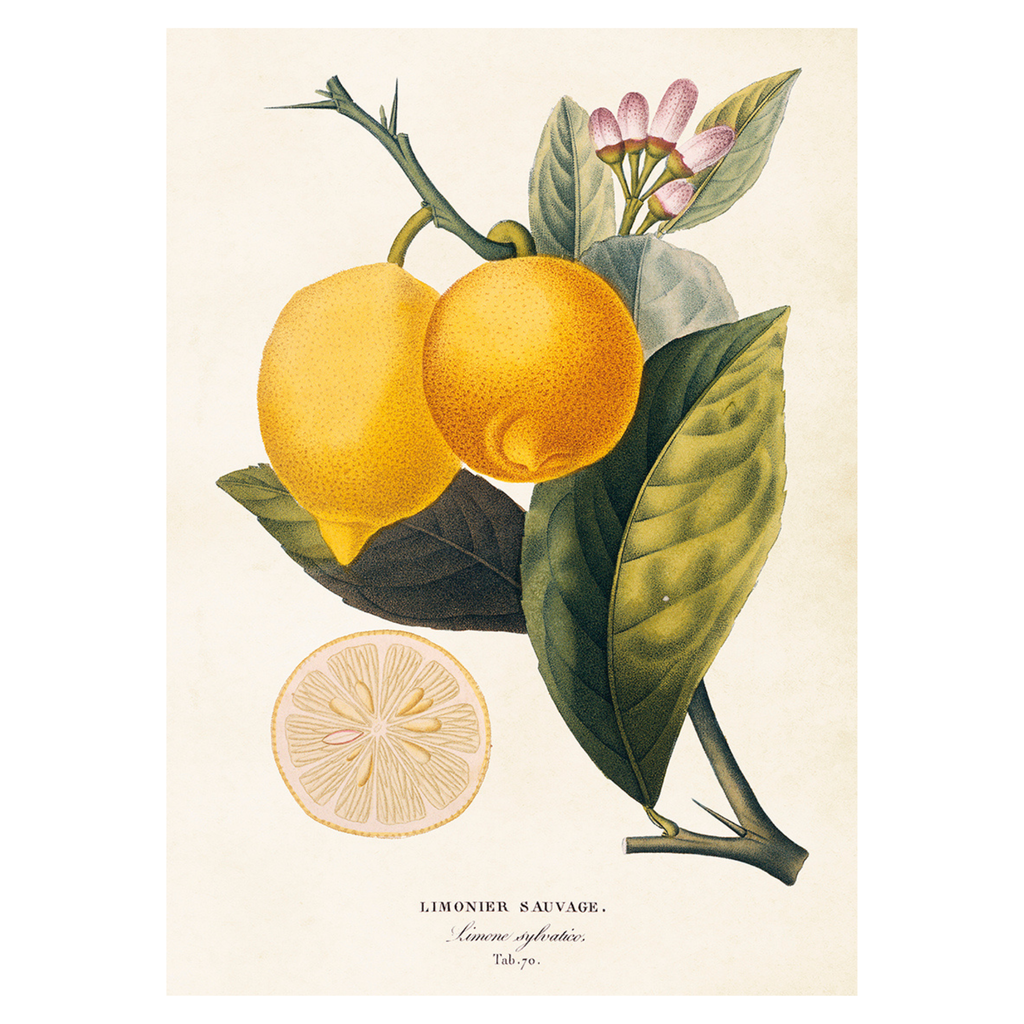 Lemon - Skona Ting Poster 50 x 70 cm