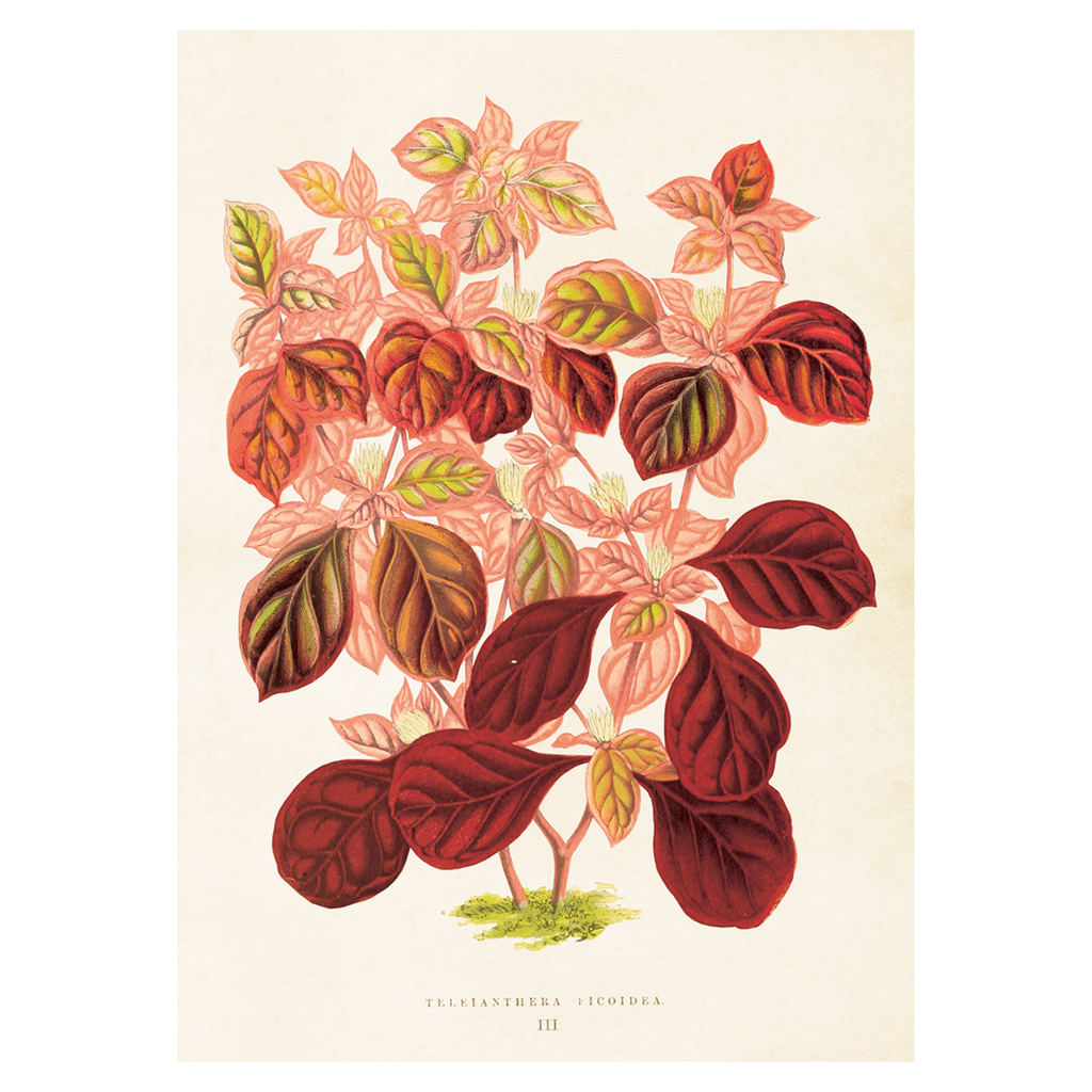 Leaves - Skona Ting Poster 50 x 70 cm