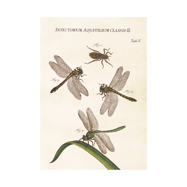 DragonFlies - Skona Ting Poster 35 x 50 cm