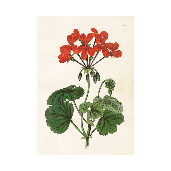 Red Geranium- Skona Ting Poster 35 x 50 cm