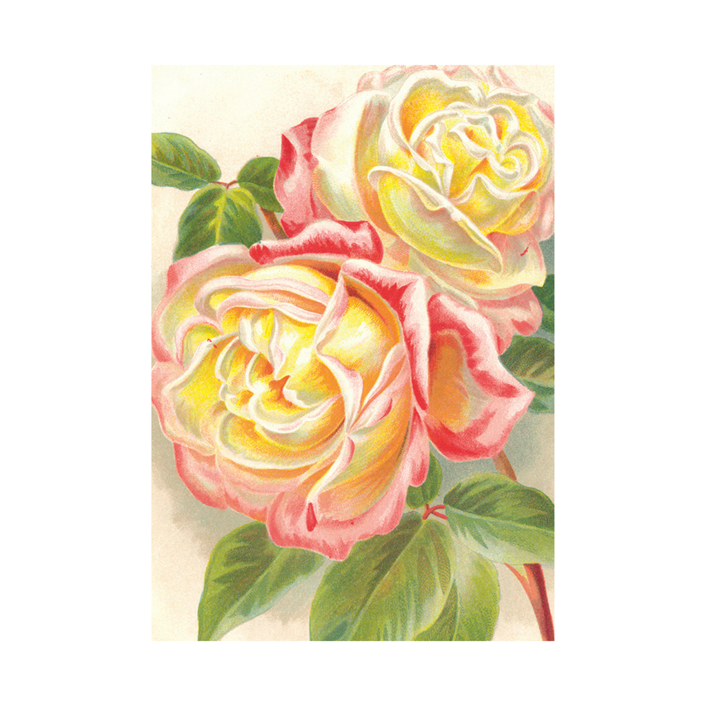 Roses- Skona Ting Poster 35 x 50 cm