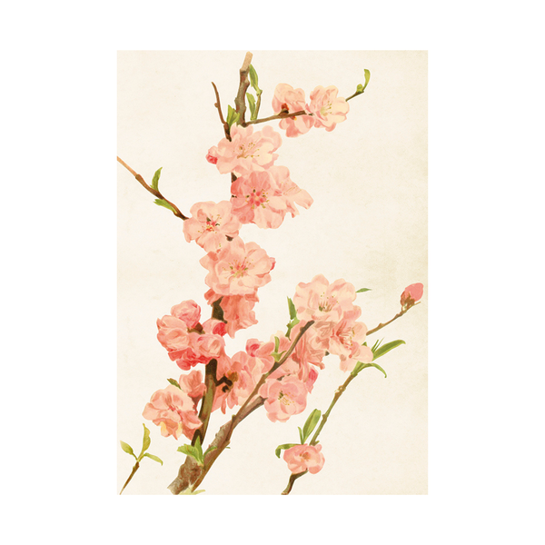 Almond Blossom - Skona Ting Poster 35 x 50 cm