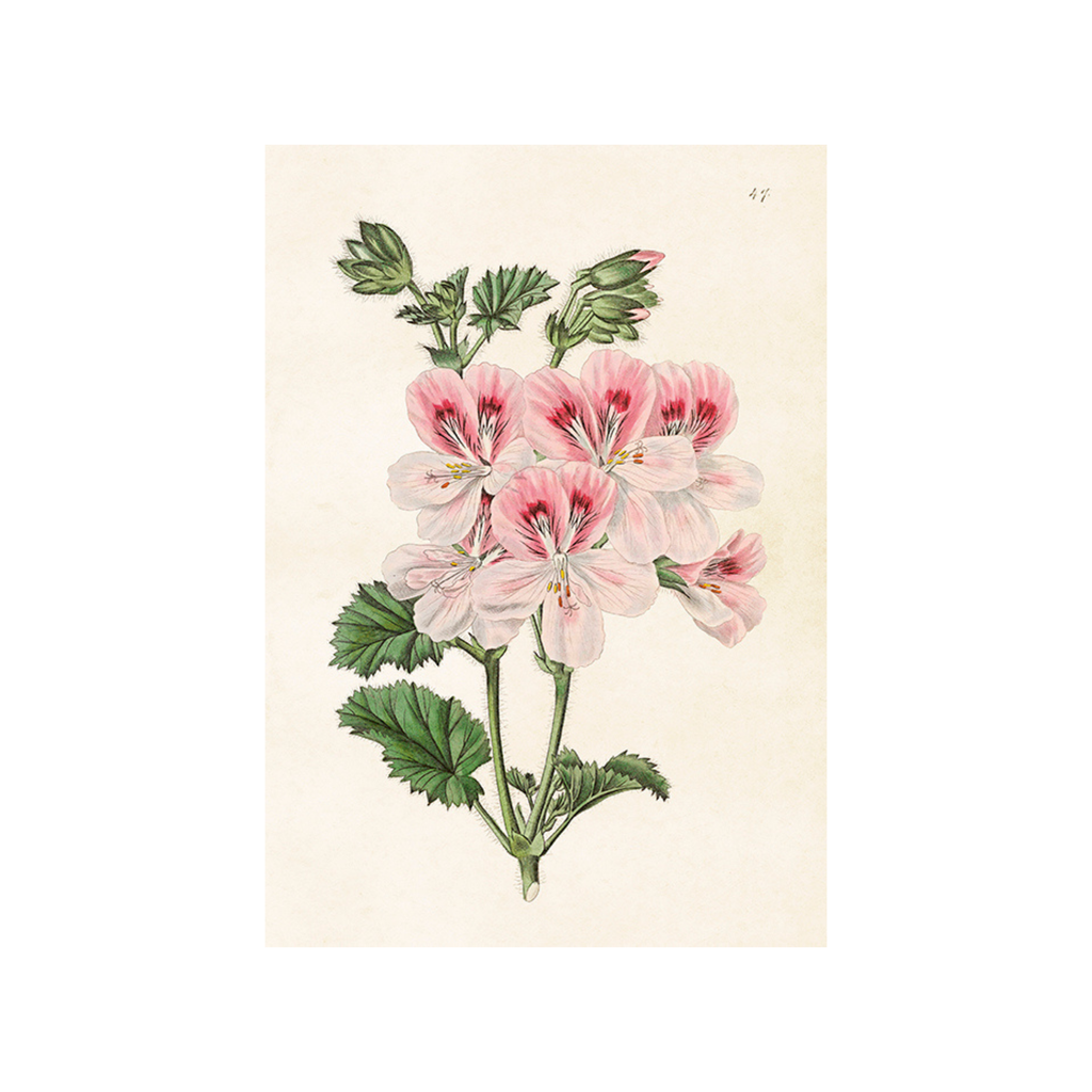 Geranium - Skona Ting Poster 18 x 24 cm