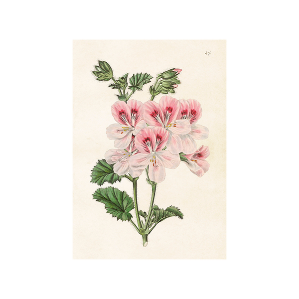 Geranium - Skona Ting Poster 18 x 24 cm