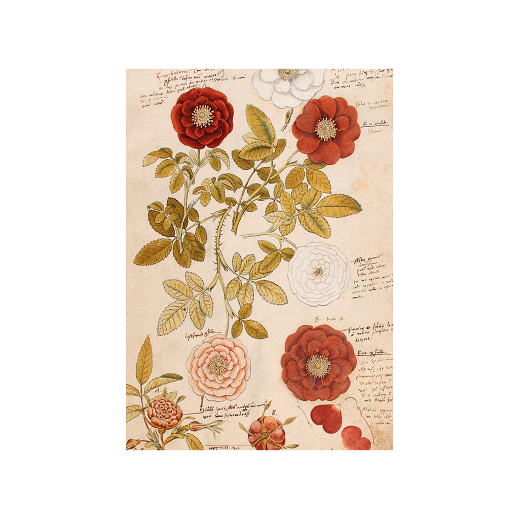 Roses Anno 1550- Skona Ting Poster 18 x 24 cm