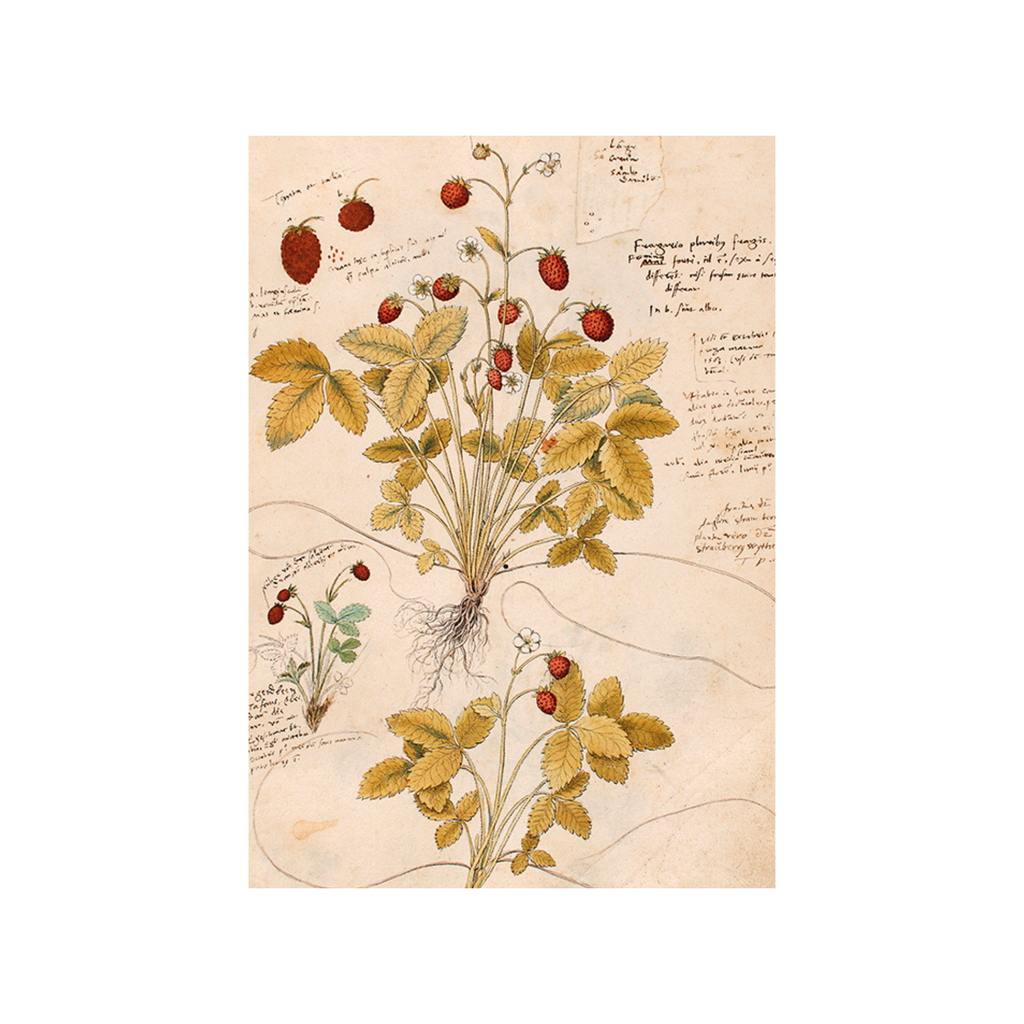 Strawberries Anno 1550- Skona Ting Poster 18 x 24 cm