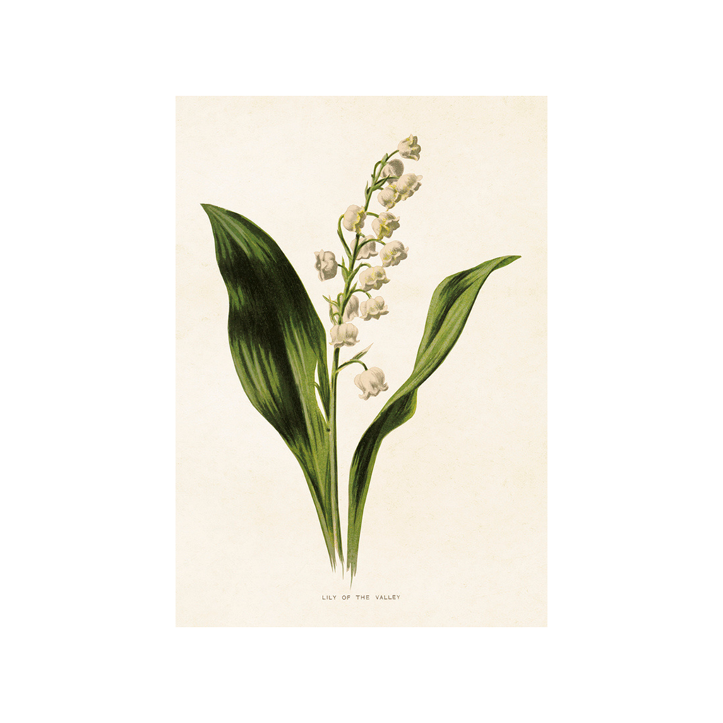 Lily of the Valley - Skona Ting Poster 18 x 24 cm