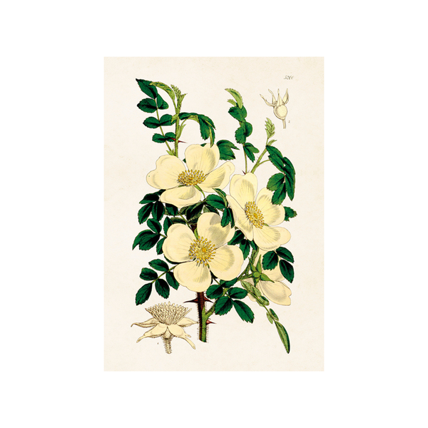 White Rose - Skona Ting Poster 18 x 24 cm