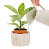 Paulita Self-Watering Pot - Pepin