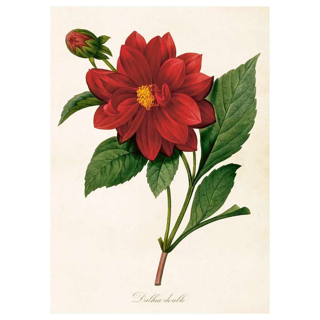 Dahila - Poster 50 x 70 cm