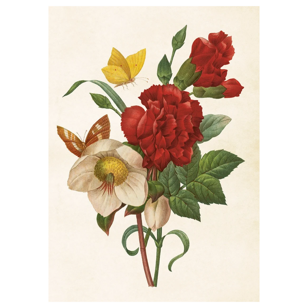 Helleborus & Carnation - Poster 50 x 70 cm