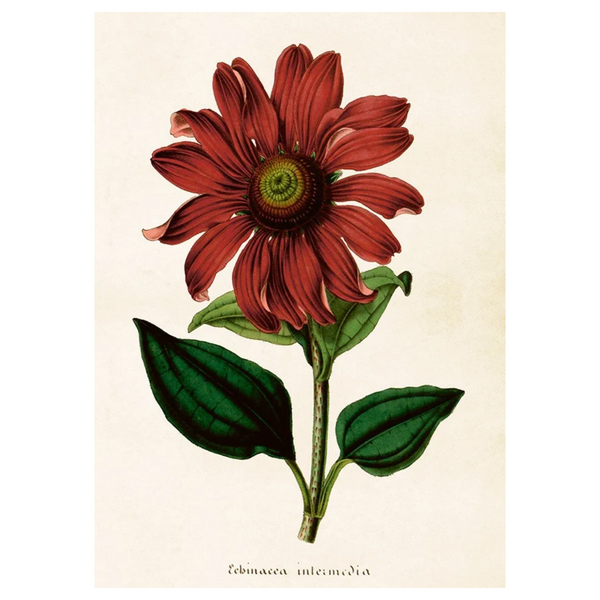 Coneflower - Poster 50 x 35 cm