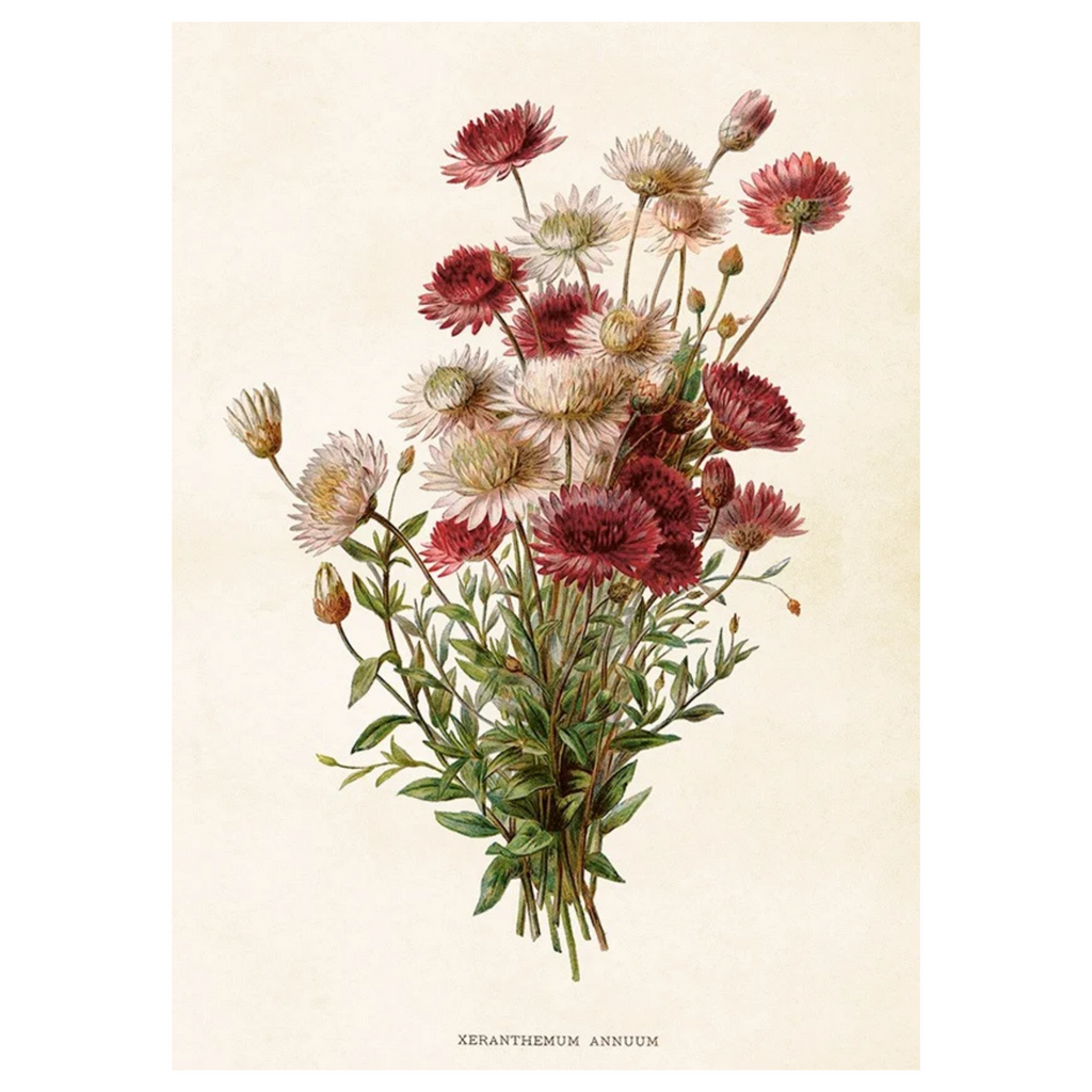 Chrysanthemum - Poster 50 x 35 cm