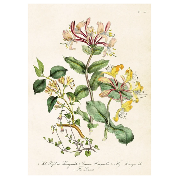 Honeysuckle - Poster 50 x 35 cm