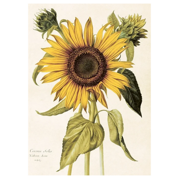 Sunflower - Poster 18 x 24 cm