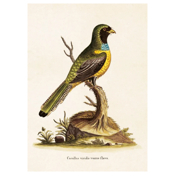 Bird 104 - Poster 18 x 24 cm