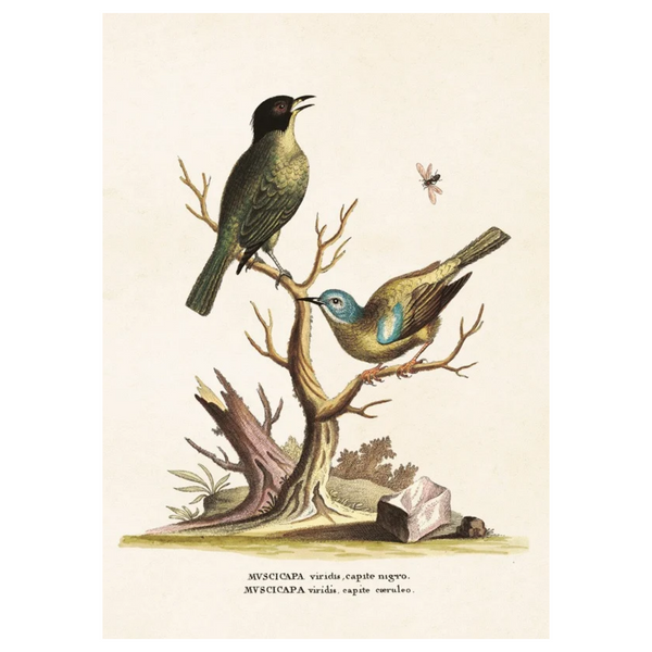 Birds 103 - Poster 18 x 24 cm
