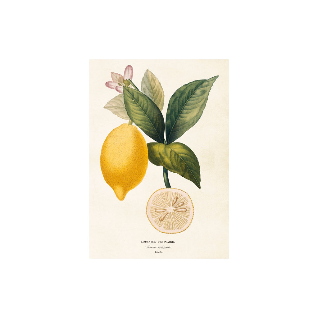 Lemon- Poster 50 x 35 cm