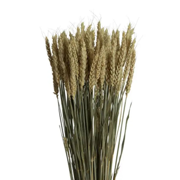 Dried Wheat Natural