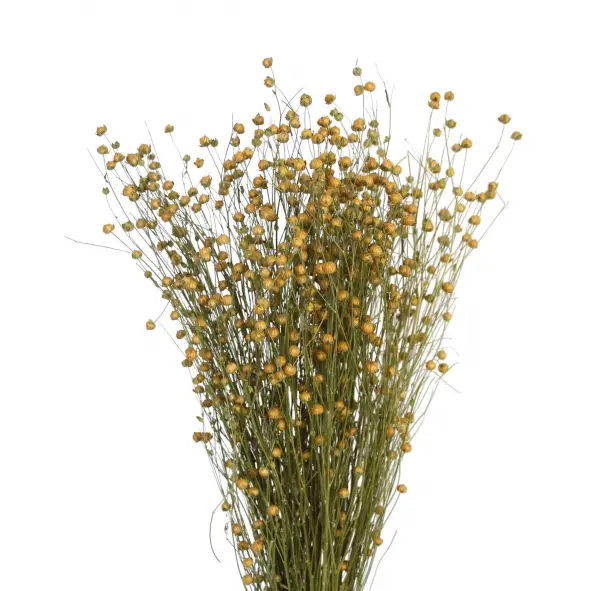 Dried Flax - Natural