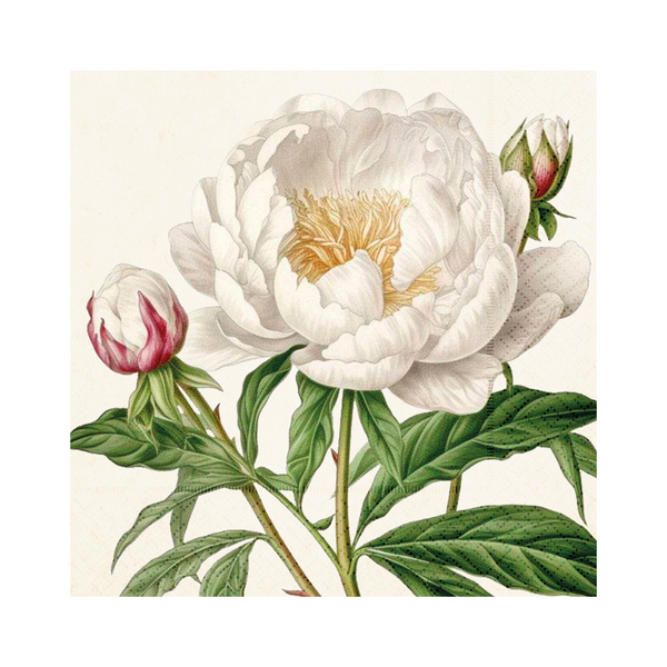 Paper - Lunch Napkins - 33 x 33 cm