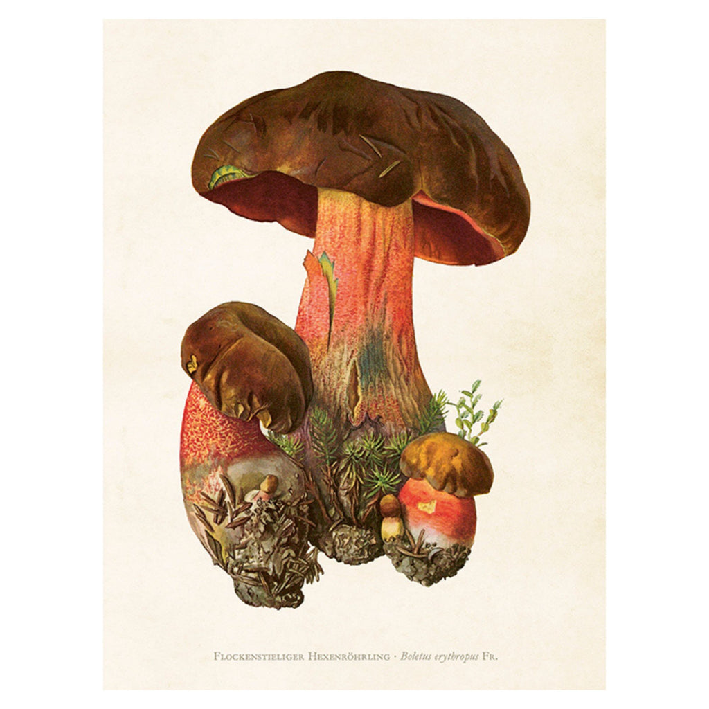 Mushroom - Poster 18 x 24 cm