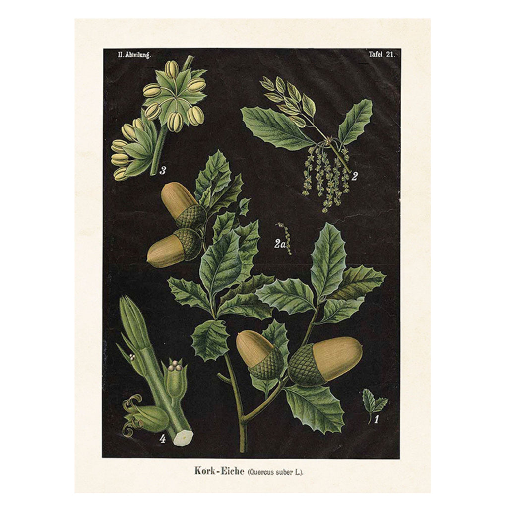Oak Black - Poster 18 x 24 cm