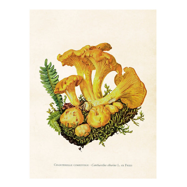 Chanterelle Mushroom- Poster 18 x 24 cm