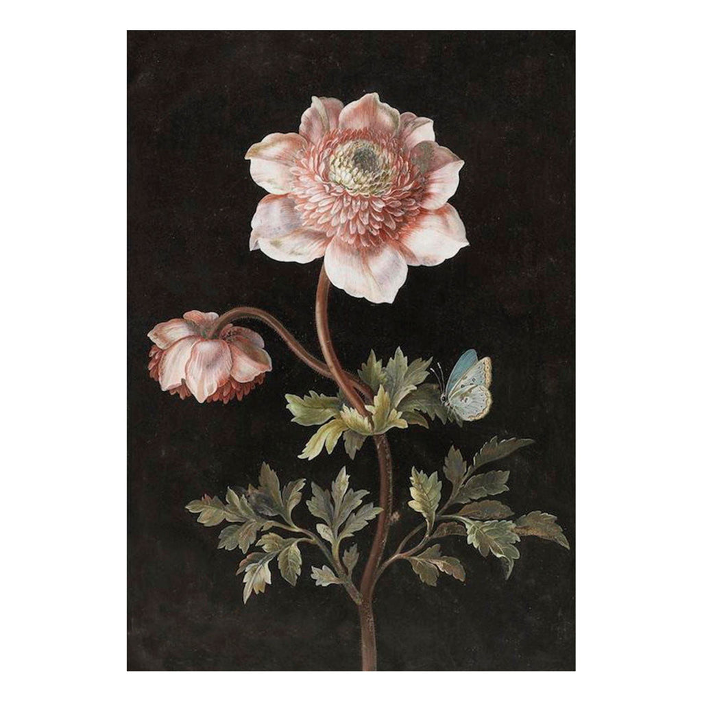 Peony - Poster 50 x 35 cm