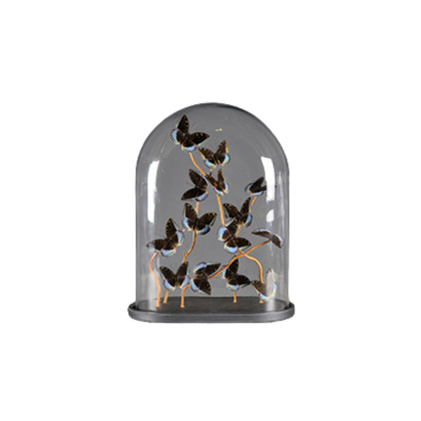 Oval Glass Globe - Lexias Butterflies