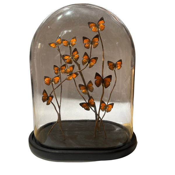 Oval Glass Globe - Orange Butterflies