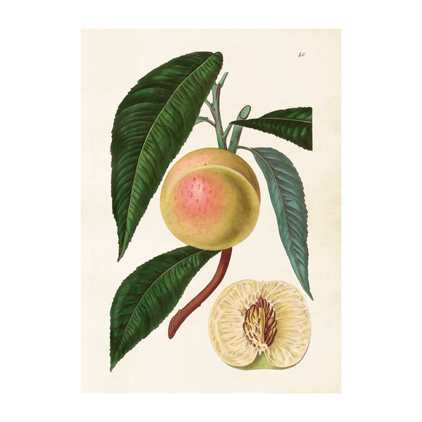 White Nectarine - Poster 50 x 70 cm