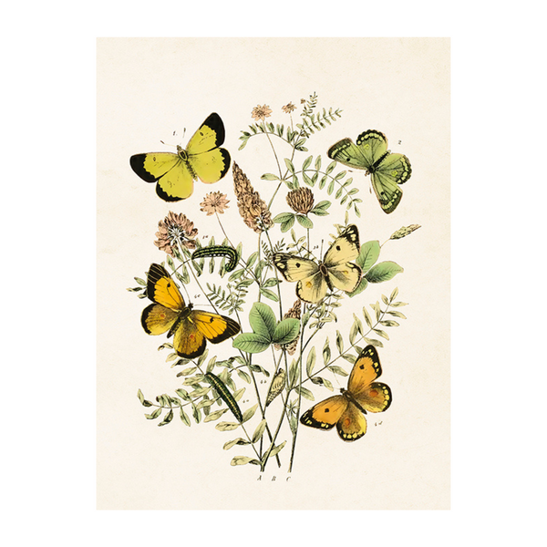 Butterflies- Poster 18 x 24 cm