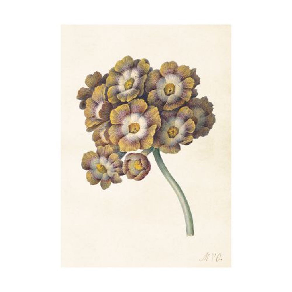 Primula- Poster 50 x 35 cm