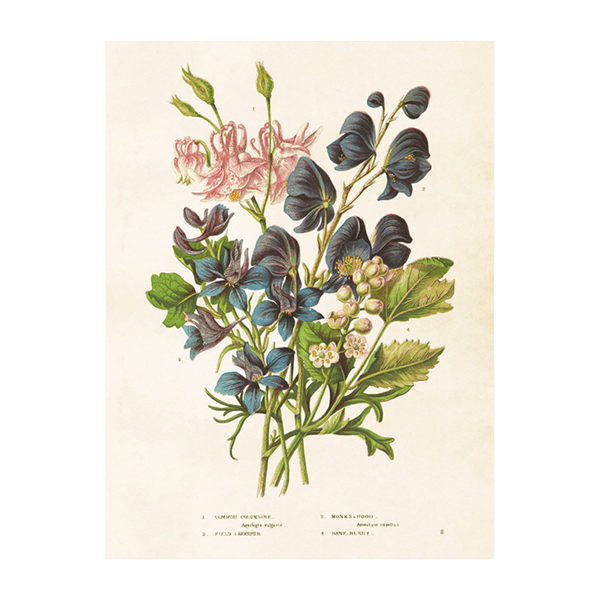 Columbine & Aconite- Poster 18 x 24 cm