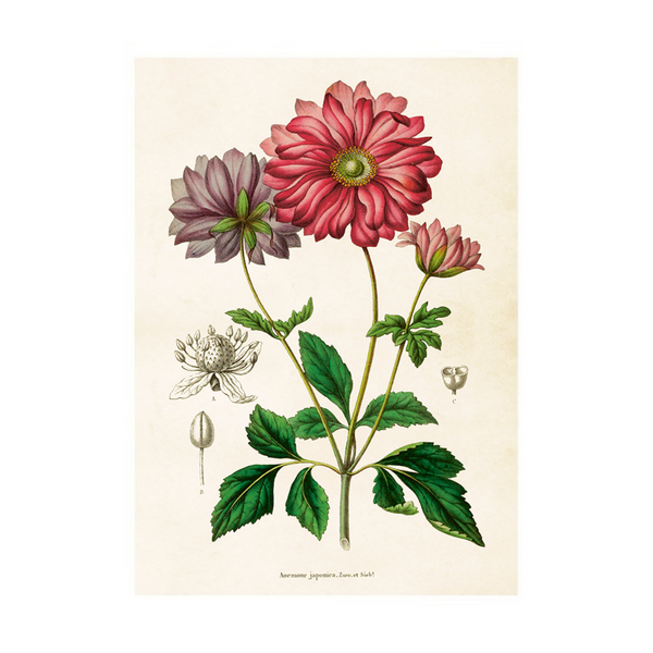 Anemone - Poster 50 x 35 cm