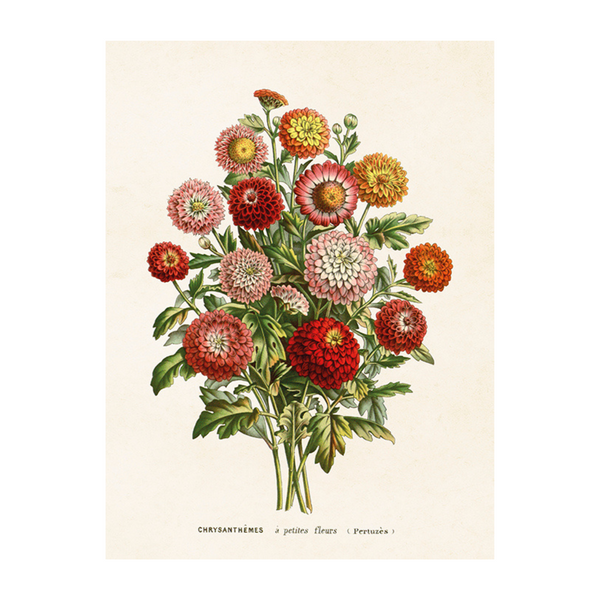 Chrysanthemum - Poster 18 x 24 cm