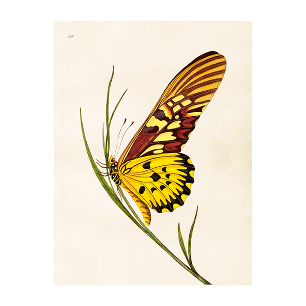 Butterfly - Poster 18 x 24 cm