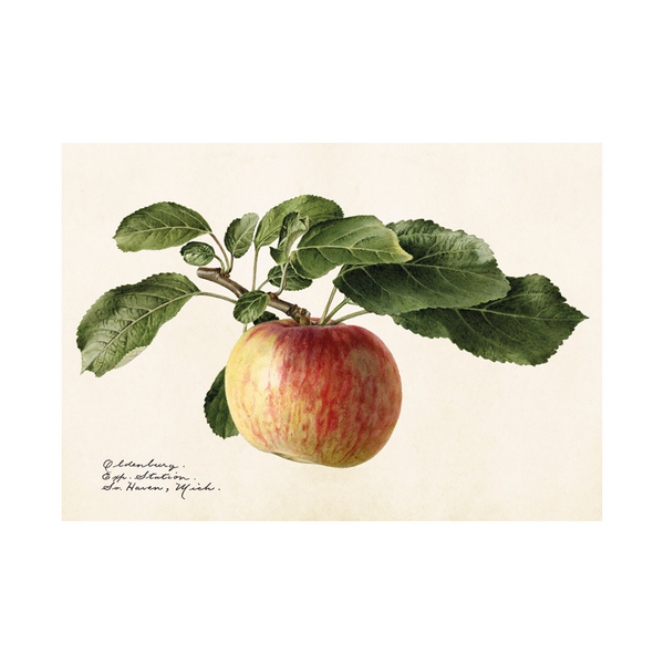 Apple Horizontal - Poster 35 x 50 cm