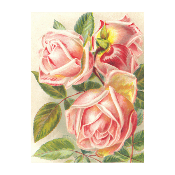 Roses - Poster 18 x 24 cm