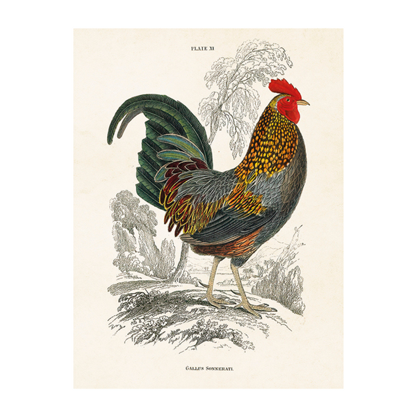 Grey Junglefowl - Poster 18 x 24 cm