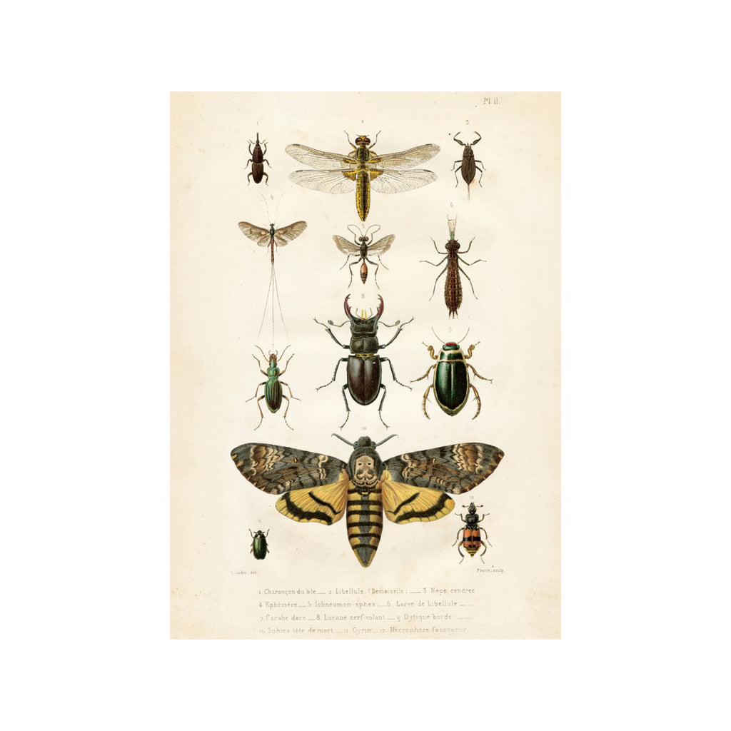 Insects- Poster 70 x 50 cm – Heirloom 142