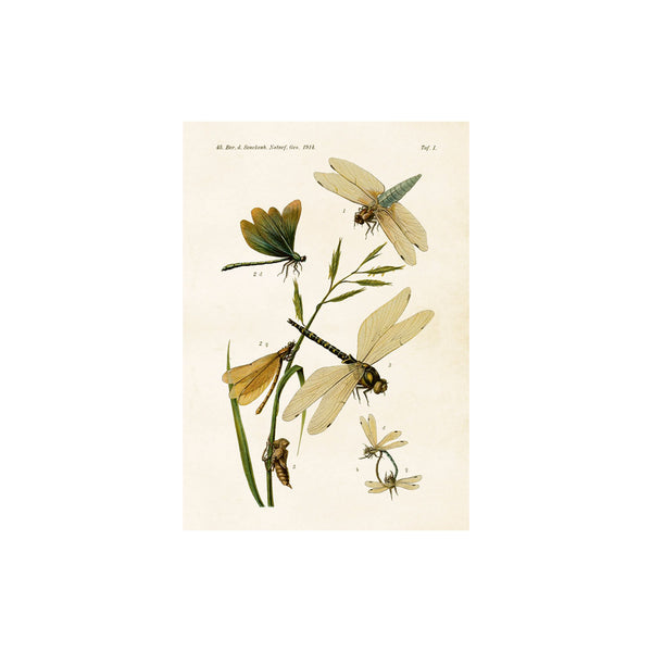 Dragonflies- Poster 50 x 35 cm