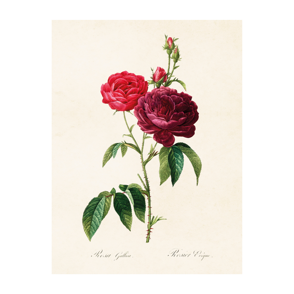 Rose - Poster 18 x 24 cm