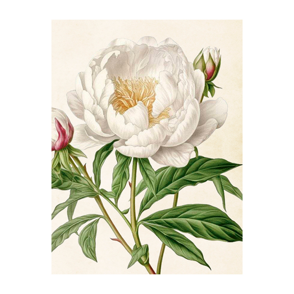White Peony - Poster 18 x 24 cm