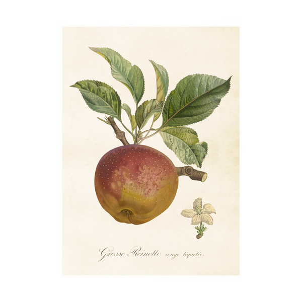 Apple - Poster 50 x 35 cm